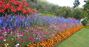 Blossom Park Munnar