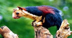 Chinnar Wild life Sanctuary